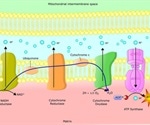 What is the Electron Transport Chain?