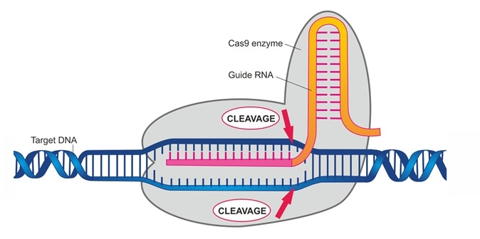 CRISPR/Cas9 enzyme system for genome editing in genetic engineering. Image Credit: Soleil Nordic / Shutterstock