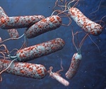 Study sheds light on how cholera became a human pathogen
