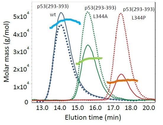 Analytical SEC-MALS of p53(293-393) variants. Thin, solid lines are light scattering chromatograms, dotted lines the corresponding dRI signals and thick solid lines are the calculated molar masses.