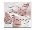 Chemists synthesize garlic ingredient from readily available components