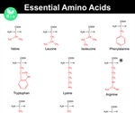 Essential Amino Acids