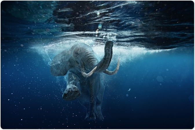 Image Credit: Willyam Bradberry / Shutterstock