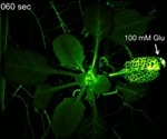 Study reveals mechanism underlying plants’ ability to signal defense