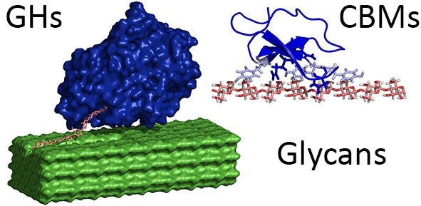 Image Credit: Shishir P. S. Chundawat