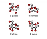 Fischer and Haworth Projections of Carbohydrates