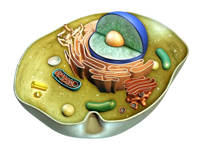 Internal structure of a cell. Digital illustration. Image Credit: Andrea Danti / Shutterstock