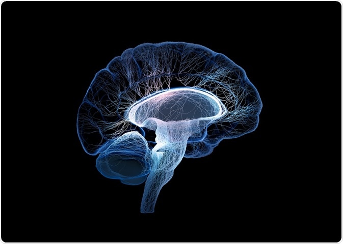 Illustration of the human brain - which could be stained using the CLARITY technique - by Johan Swanepoel