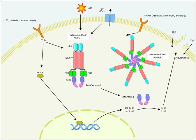 Pyroptosis pathway - an illustration by ellepigrafica