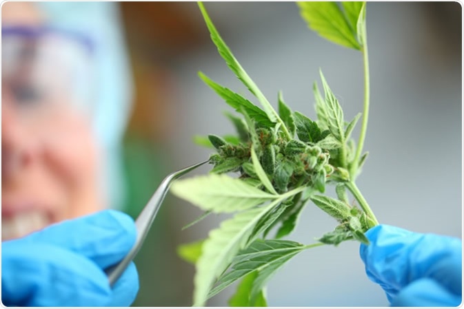 Image Credit: ElRoi / Shutterstock