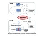 Researchers discover metabolic vulnerability in cancer cells with mutated spliceosomes