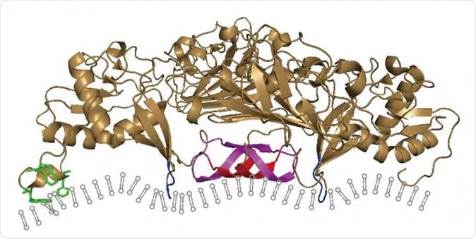 A model of how the Zika virus NS1 protein inserts itself into the ER membranes of its host cell, reshaping them to form a protected viral replication compartment. Image Credit: Ci et al., 2019