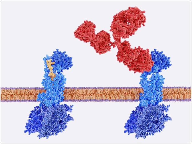 GPCR signaling pathway being controlled by CNO