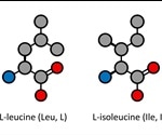 What are Leucine and Isoleucine?