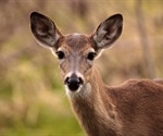 "Zombie Deer" disease scare