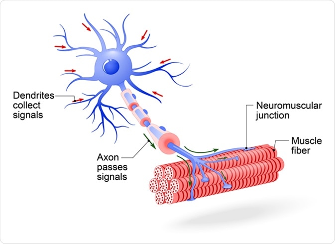 Structure of motor neuron. Image Credit: Designua / Shutterstock