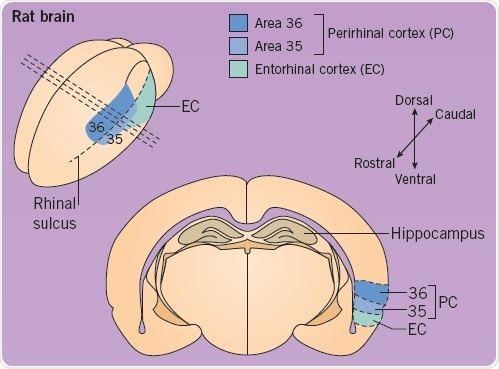Perirhinal Cortex