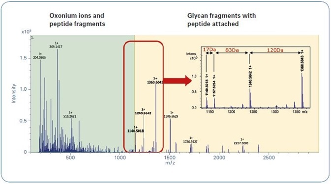 Typical glycopeptide CID spectrum achieved by using the Glycopeptide Instant Expertise™ method.
