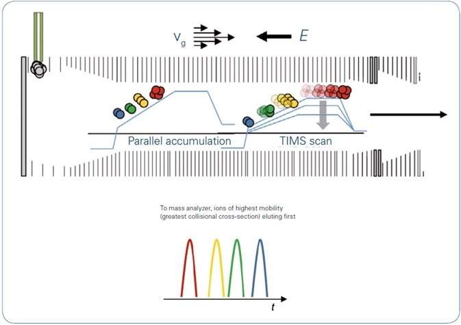 TIMS operation mode: With the directed forces of gas flow, vg, and electrical field, E, ions are accumulated and trapped according to mobility. Step-wise decrease of the electrical field permits serial elution of separated ions, which are then transferred to the QTOF. Using the parallel accumulation operation mode ions are eluted from the second part of the TIMS device while the next series of ions is introduced into the first part of the TIMS device.