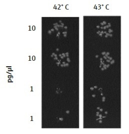 Temperature of the TRobot Thermocycler for the heat shock step. The optimal temperature for the heat shock of bacterial cells will be dependent on the equipment being used and should be optimized for each laboratory independently. A difference in 1° C can have a great effect on transformation efficiency, as seen here where cells were heated to either 42 °C or 43 °C. In the London DNA Foundry, 43 °C was the optimal temperature for a 45-second heat shock, showing greater transformation efficiency of lower concentrations of DNA (1 pg/µL), as compared to 42 °C. Data are shown for DH5α E. coli cells transformed with a plasmid containing Chloramphenicol and Kanamycin resistance genes (p15a ORI).