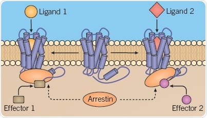 B: Different scaffolding protein conformations