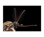 Researchers discover how mosquitoes smell acidic volatiles in human sweat