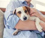 Chemicals at home responsible for decreased fertility in men and dogs
