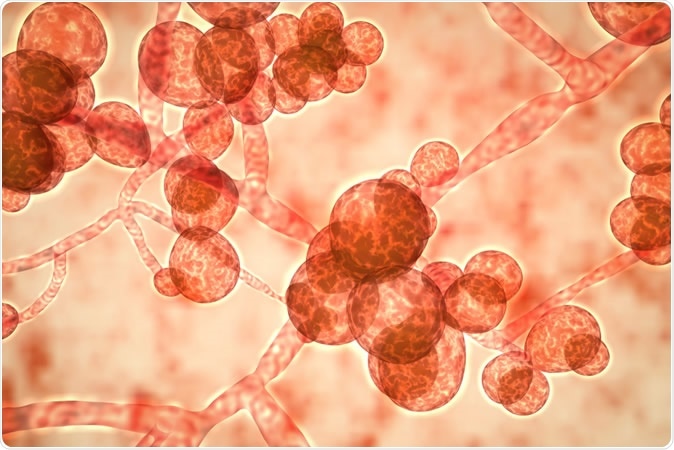 Candida auris fungi, emerging multidrug resistant fungus, 3D illustration. Image Credit: Kateryna Kon / Shutterstock