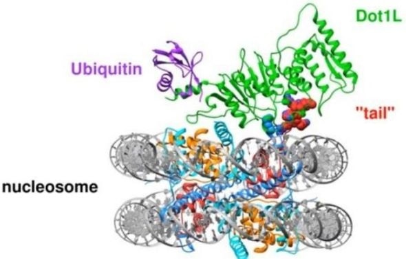 Scientists unravel how DNA organizes and preserves genetic information