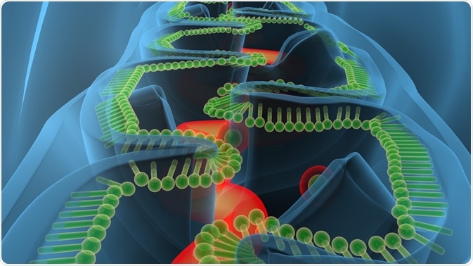 Translation of the mitochondrial DNA is essential for cellular energy production.