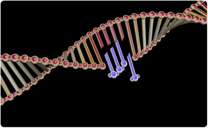 Deletion mapping allows geneticists to answer several questions about a specific gene.