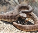 Broad-spectrum antivenom could revolutionize treatment of venomous snakebites in Africa