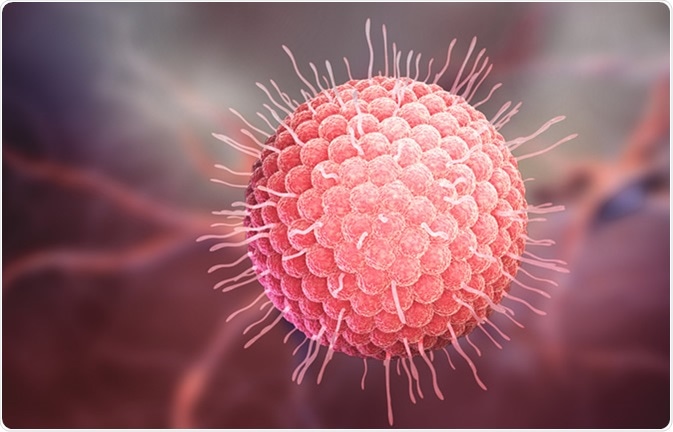 Varicella zoster virus or varicella-zoster virus (VZV) is one of eight herpesviruses known to infect humans and vertebrates. 3D illustration - Illustration Credit: Tatiana Shepeleva / Shutterstock
