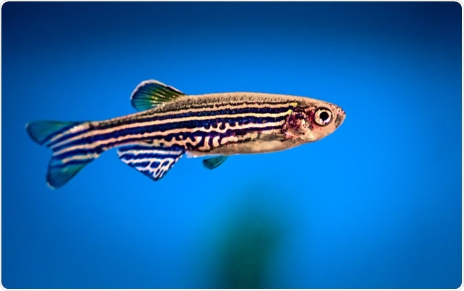 The zebrafish is a special animal to biologists because its body is transparent.Image Credit: Peter Verreussel / Shutterstock