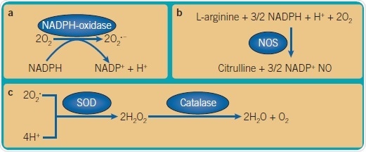 Important ROS reactions. (a) Generation of superoxide anion from molecular oxygen by NADPH-oxidase (nicotinamide adenine dinucleotide phosphate) as part of respiratory burst. (b) Generation of nitric oxide by action of nitric oxide synthases (NOS), in particular, inducible NOS as part of the respiratory burst. (c) Detoxification of superoxide anion to oxygen and water through actions of superoxide dismutases (SODs) and peroxidases, for example, catalase. Important ROS reactions. (a) Generation of superoxide anion from molecular oxygen by NADPH-oxidase (nicotinamide adenine dinucleotide phosphate) as part of respiratory burst. (b) Generation of nitric oxide by action of nitric oxide synthases (NOS), in particular, inducible NOS as part of the respiratory burst. (c) Detoxification of superoxide anion to oxygen and water through actions of superoxide dismutases (SODs) and peroxidases, for example, catalase.