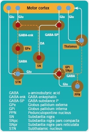 Direct and indirect pathways of the basal ganglia, projecting to and controling the motor cortex