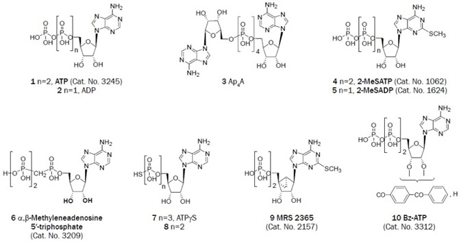 Adenine derivatives that have been useful as antagonists in the study of P2 receptors.