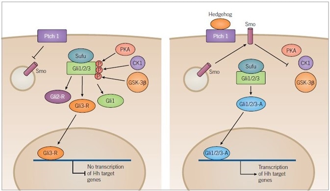 Hedgehog Signaling Pathway