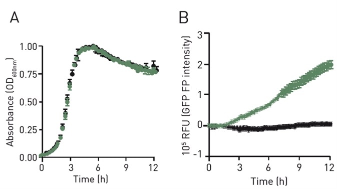 Absorbance (A) and polarized fl uorescence intensity profi le (B) of GFP+ GBS (green) and GFP- GBS (black) grown in CDM media.