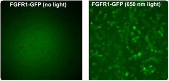 The left image above shows the gene FGFR1 in its natural state. The right image shows the gene when exposed to laser light, which causes the gene to activiate and deactivate. Credit: University at Buffalo.