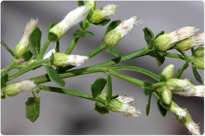Quilchamalí plant, or Baccharis grisebachii