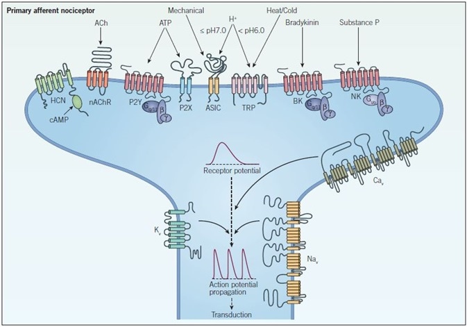 Peripheral sensitization and signal propagation in nociception. Peripheral terminals respond to noxious stimuli through ion channels such as TRP, ASIC, HCN and P2X receptors and GPCRs such as bradykinin (BK), neurokinin (NK) and P2Y receptors which indirectly modulate ion channels and intracellular signaling pathways. When a threshold depolarization is reached, voltage-gated sodium and calcium channels (NaV and CaV respectively) are activated, which generates an action potential. At this point voltage-gated potassium channels (KV) open and repolarize the membrane, inactivating NaV channels and returning the neuron to a resting state. The action potential then propagates along the axon in a process called transduction.