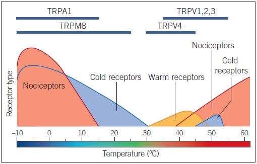 TRP channels as temperature sensors. Thermal activation profile of temperature-sensitive TRP channels. Receptor type activated by particular temperatures is highlighted in the lower part of the figure, aligned to a temperature scale bar.