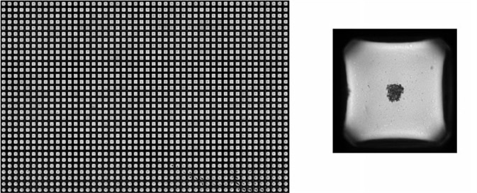Uniform, single spheroids formed in each well across the entire spheroid microplate. Uniform, single spheroids formed in each well across the entire spheroid microplate.
