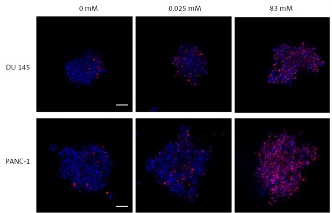 Confocal imaging of spheroids within Corning 1536-well spheroid microplate. Confocal imaging of spheroids within Corning 1536-well spheroid microplate.