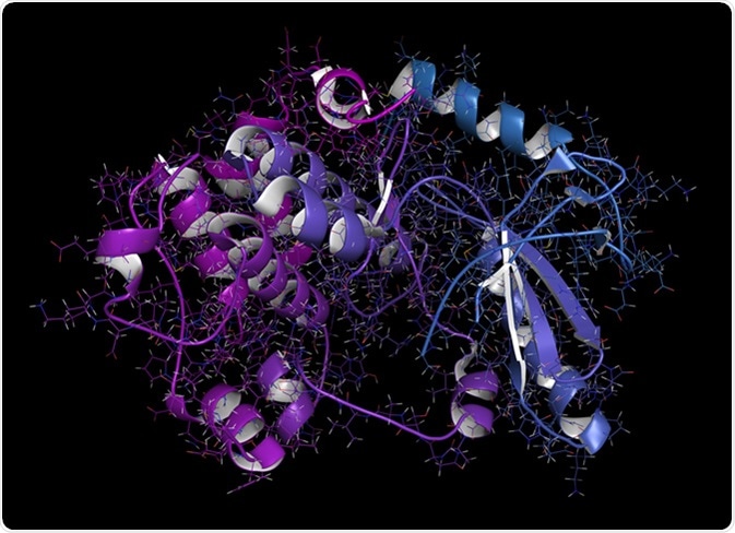 MEK1 or mitogen-activated protein kinase kinase 1 (rabbit) protein. MEK inhibitors are used in treatment of cancer and include cobimetinib and trametinib. 3D rendering from pdb entry 5kkr. - Illustration Credit: molekuul_be / Shutterstock