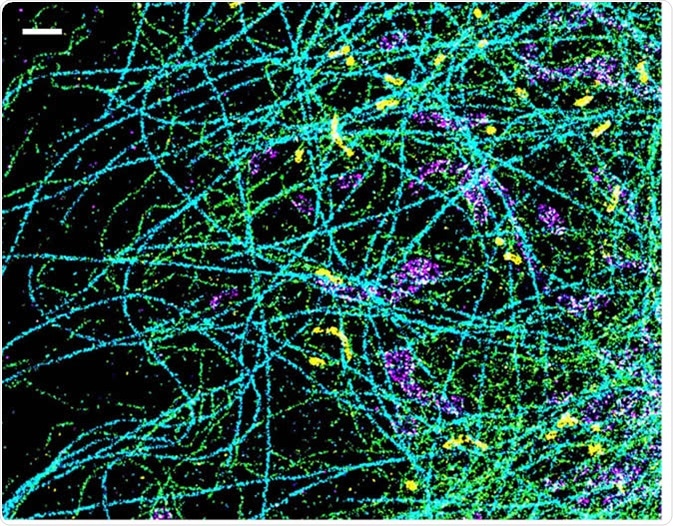 A spectrally resolved super-resolution microscopy image of four subcellular targets that were labeled by four far-red dyes at 10 nm spectral separation. Color is used to indicate the measured fluorescence emission position of each single molecule. (Scale bar: 1 μm). Image Credit: Ke Xu/Berkeley Lab