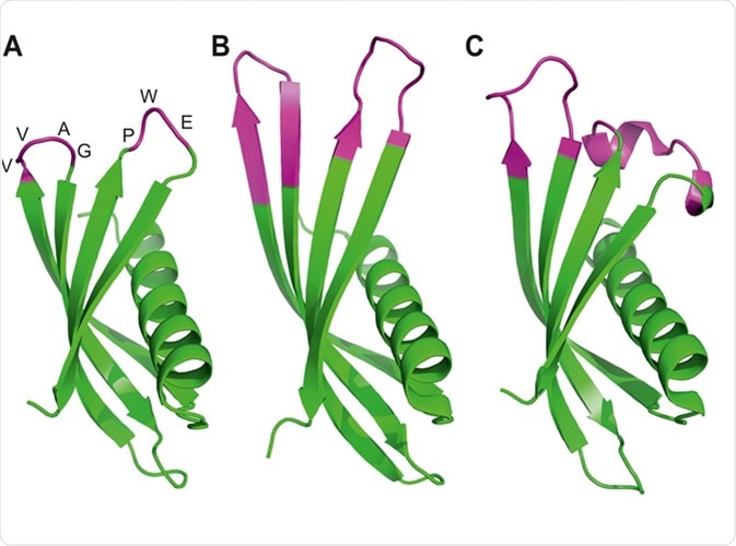 Ribbon diagrams of three crystal structures for Affimer (Adhiron) reagents. See more. https://elifesciences.org/articles/24903#fig1