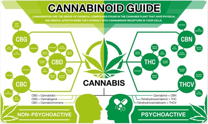 Cannabinoid Guide. Credit: ThanasStudio / Shutterstock Cannabinoid Guide. Credit: ThanasStudio / Shutterstock