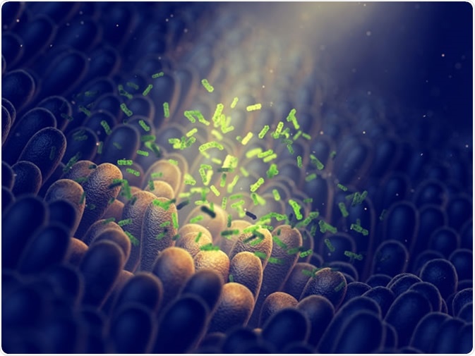 Intestinal bacteria, gut flora health - Illustration Credit: nobeastsofierce / Shutterstock